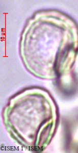 ISEM 1/Houttuynia_cordata_29360/Houttuynia_cordata_29360_0001(copy)_thumb.jpg